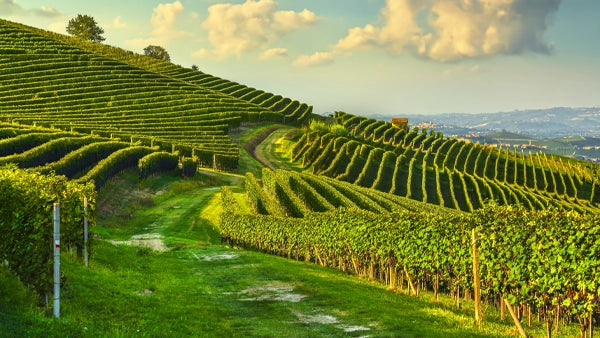 So What Is The Difference Between Barolo And Barbaresco