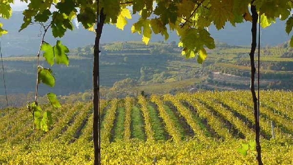 Soave: Northern Italy’s Sexy White Wine Region You Must Discover ...